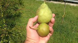 Time to Pick Tennessee Pears [upl. by Lian]