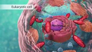 Biology Cell Structure I Nucleus Medical Media [upl. by Anilev]