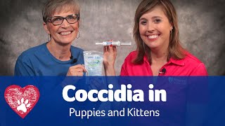 Coccidia in Puppies and Kittens [upl. by Naashar]