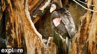 Big Sur Condors powered by EXPLOREorg [upl. by Aronson]