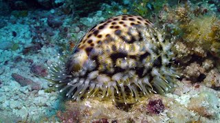 Living Cowries from Kwajalein [upl. by Namus]