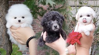 ⭐ Teacup Puppies ⭐ Pomeranians Poodles Bichon Frise  Bittypuppies [upl. by Bevin]