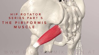 Hip Rotator Series Part 5 The Piriformis Muscle 3d Anatomy [upl. by Minica135]