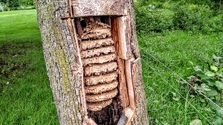 European Hornets Wasps Massive swarm Removal Inside tree [upl. by Vasyuta]