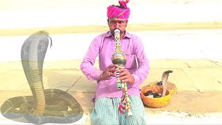 Snake Flute Music  Magudi  Traditional Street Performer [upl. by Suiradal]