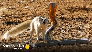 10 Craziest Animal Fights in the Animal Kingdom 🐍 Lions Hippos Cobras  Smithsonian Channel [upl. by Neelak]