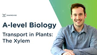 Transport in Plants The Xylem  Alevel Biology  OCR AQA Edexcel [upl. by Kcirdle]