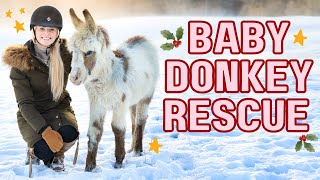 BABY DONKEY RESCUE [upl. by Corron]