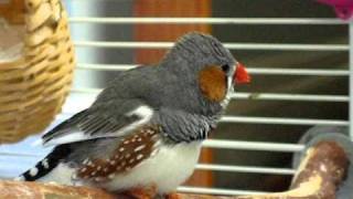 Zebra Finch singing its heart out [upl. by Wobniar20]