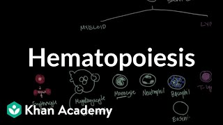 Hematopoiesis  Hematologic System Diseases  NCLEXRN  Khan Academy [upl. by Alfi]