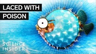 What’s Inside A Puffer Fish [upl. by Karrie]