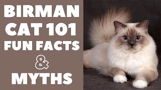 Birman Cats 101  Fun Facts amp Myths [upl. by Colt]