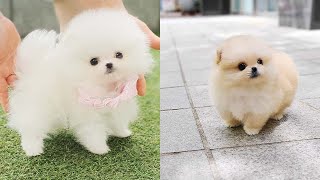 Cutest Teacup Pomeranian Puppies Compilation 2 [upl. by Dannel145]