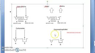 Pharmacology 101 f AntiCholineEsterase Mechanism OrganoPhosphate Poisoning Treatment Pralidoxime [upl. by Aehtla]