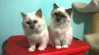 Nov 6 Kelty a lilac point Birman kitten [upl. by Wenz754]