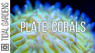 Plate Coral Care Tips  Fungia Cycloseris Diaseris Lithophyllon etc [upl. by Nairbal]