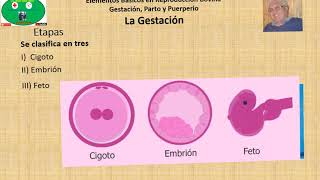 Gestación en Bovinos Parte 1 Generalidades y Etapas [upl. by Leopoldeen845]