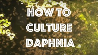 How To Culture Daphnia Magna [upl. by Guglielma]