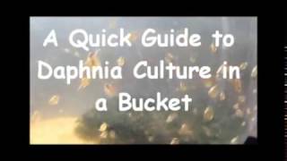 How to culture daphnia outside [upl. by Aissej]