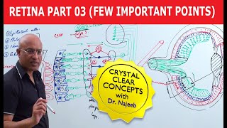 Retina  Few Important Points  Part 3 [upl. by Citron]