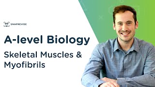 Skeletal Muscles amp Myofibrils  Alevel Biology  OCR AQA Edexcel [upl. by Fonville]