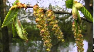 Hornbeam  Carpinus betulus [upl. by Myra]