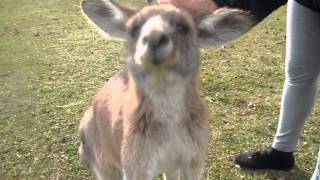 Australia Petting Wild Grey Kangaroos [upl. by Olivier432]