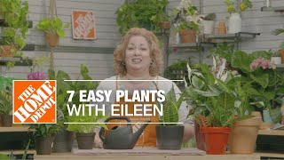 7 Easy Indoor Plants with Eileen  Indoor House Plants  The Home Depot [upl. by Zeph650]