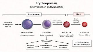 Normal RBC Physiology Including erythropoiesis [upl. by Eicnan]