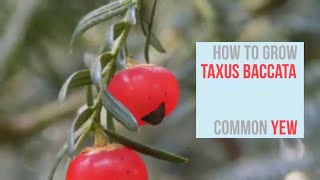 How to Grow Taxus baccata English Yew  Common Yew [upl. by Julietta]