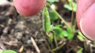 Yellow Woodsorrel Oxalis Stricta Seeds Exploding in Slow Motion [upl. by Yniffit]