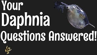 Daphnia Questions Answered [upl. by Suiluj]