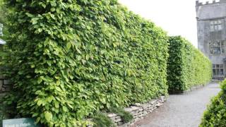 A focus on Hornbeam hedging All you need to know about Carpinus betulus [upl. by Tychon528]