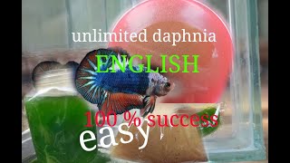 daphnia moina culture Easy way Unlimited production English  with sub Green water Chlorella [upl. by Ettegroeg]