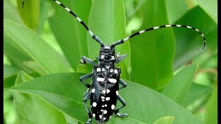 Invasive Species  Asian Longhorn Beetle [upl. by Itteb487]