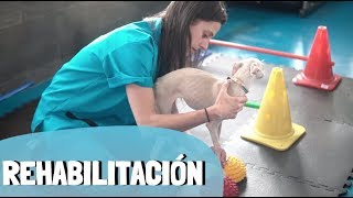 EJERCICIOS DE REHABILITACIÓN PARA PERROS  Medicina Veterinaria [upl. by Haronid350]