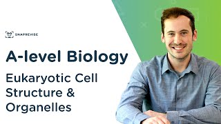 Eukaryotic Cell Structure amp Organelles  Alevel Biology  OCR AQA Edexcel [upl. by Ocana]