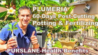 PLUMERIA 60Days PostCutting amp Potting amp Fertilizing Tips  PURSLANEHealth Benefits [upl. by Ontina181]