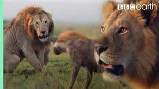 ONE HOUR of Amazing Animal Moments  BBC Earth [upl. by Genny]