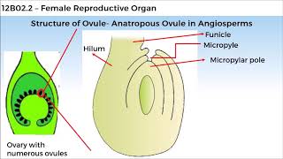 12B022 CV2 Structure of Megasporangium Ovule [upl. by Eon]