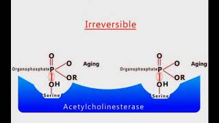 Organophosphate Poisoning animation [upl. by Vickey]