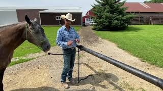 3 Ways To Hitch Your Horse [upl. by Lorita]