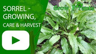 Sorrel  growing care and harvest  Rumex acetosa [upl. by Ilellan]