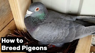 How to Breed Pigeons  Step by Step [upl. by Nitsrik]