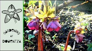 Hellebore Spring Care  What to Do in Spring [upl. by Llehsram379]