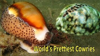 Top 5 Worlds Prettiest and Most Valuable Cowries [upl. by Mycah]