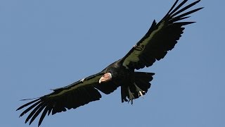 California condors [upl. by Ludba]