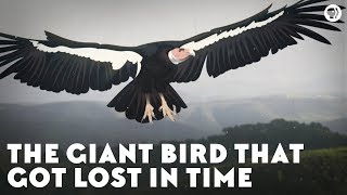 The Giant Bird That Got Lost in Time [upl. by Avon]