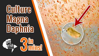 How to culture DAPHNIA MAGNA  The easy way [upl. by Limhaj]