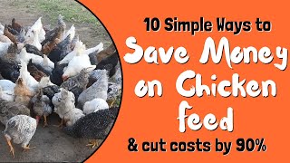 How to make cheap chicken feed Save money on chicken feed [upl. by Crosley]